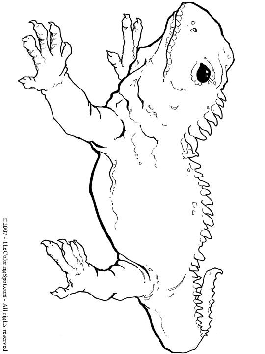 540x720 Tuatara,tuatara Coloring Pages,reptiles,colouring Images Hope