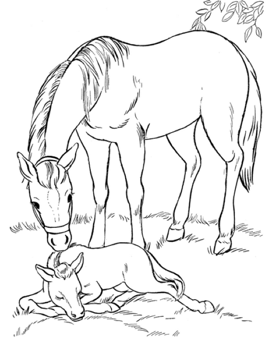 548x698 Mare And Foal Coloring Pages