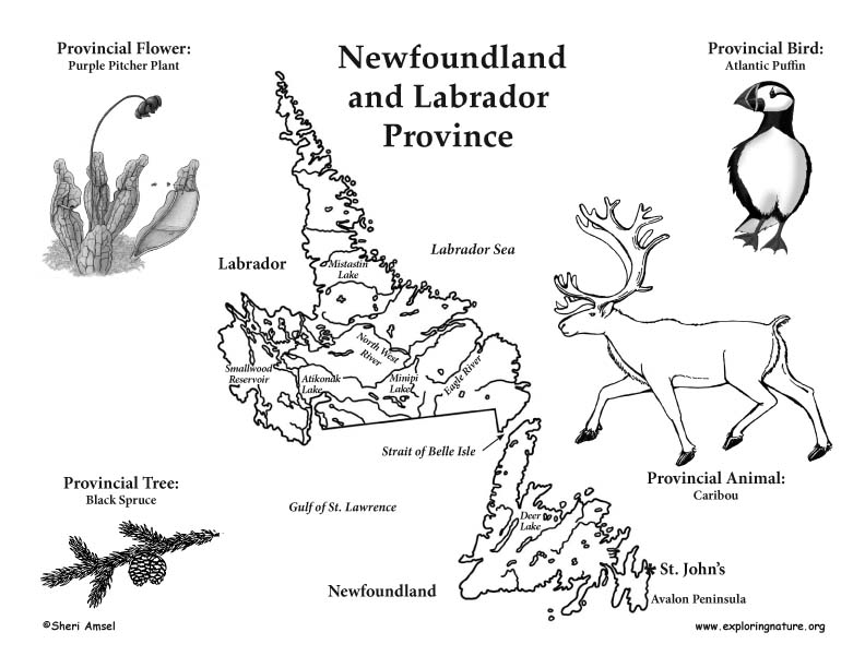792x612 Newfoundland Coloring Sheets Kelly Madison Blog