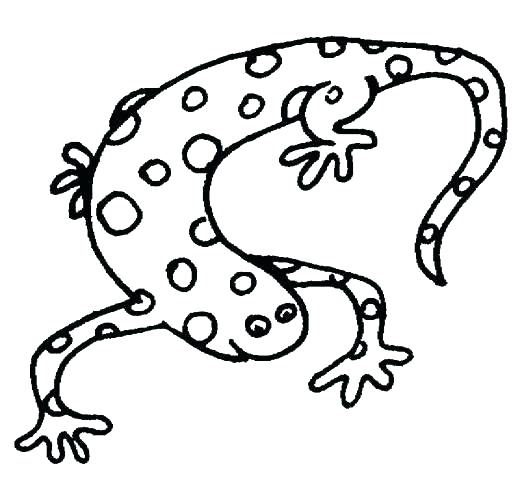 528x488 Newt Coloring Page Newt Coloring Page Newt Coloring Page Free