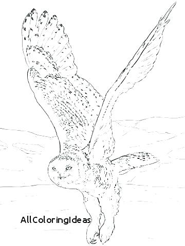 360x480 Newt Coloring Page Reptiles Coloring Pages Newt Coloring Page