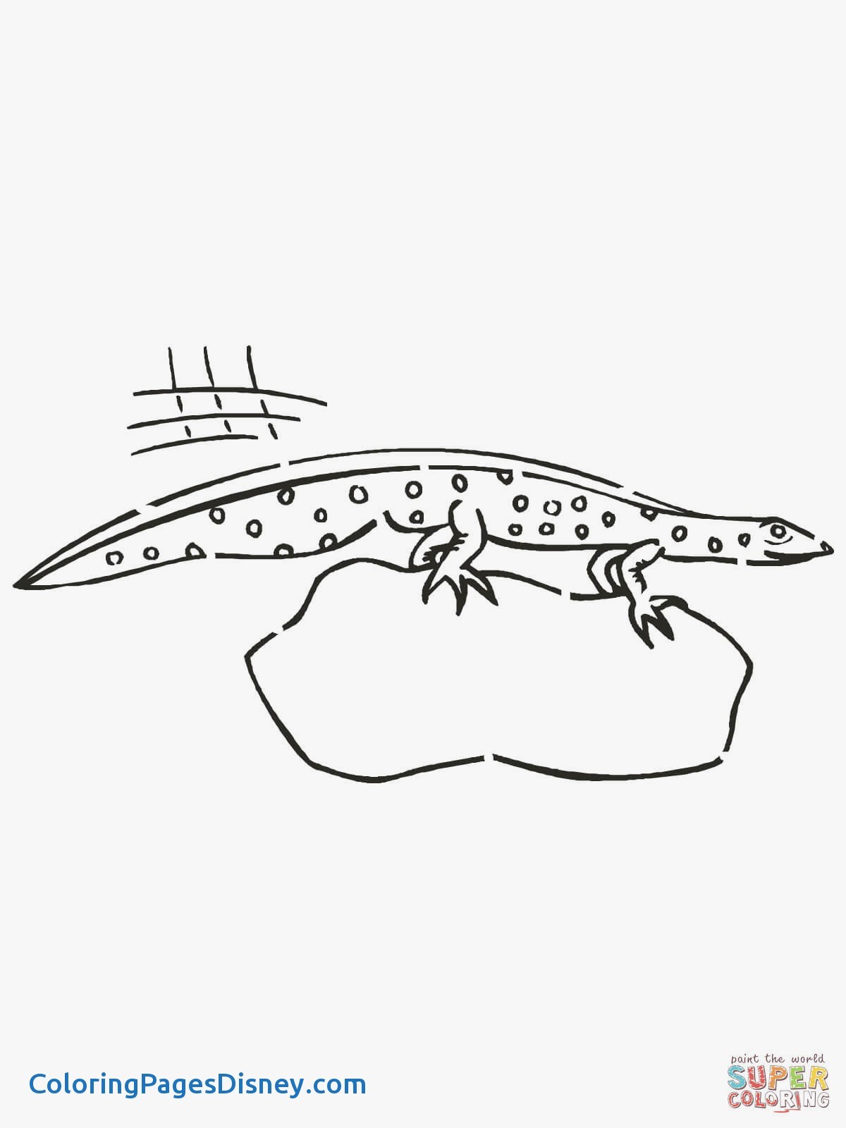 1200x1600 Newt Coloring Pages Awesome Newt Amphibian Coloring Page