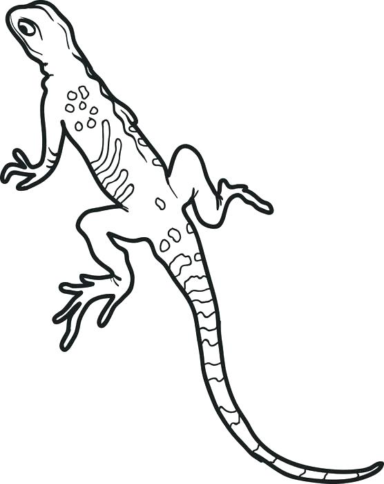 556x700 Newt Coloring Pages Newt Coloring Page Printable Lizard Coloring