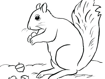 440x330 Newt Coloring Pages Newt Colouring Pages