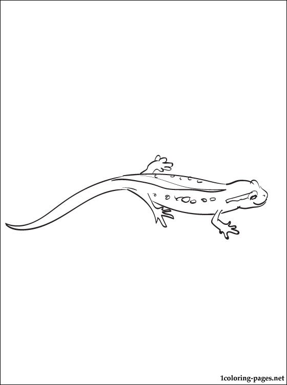 560x750 Newt Coloring Page To Print Out Coloring Pages