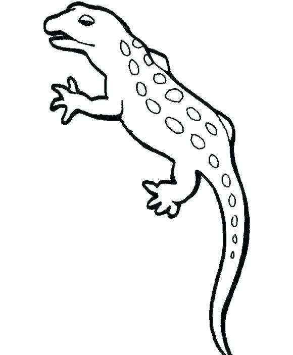 580x703 Newt Coloring Page Jgheraghty Site