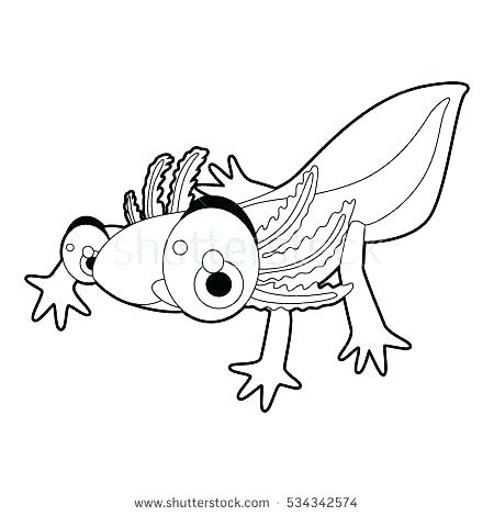 450x470 Letter N Coloring Pages Newt Coloring Page Letter N Coloring Pages