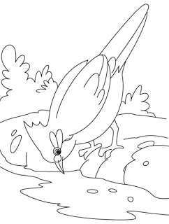 242x320 Nightingale Coloring Pages Kids Coloring Pages