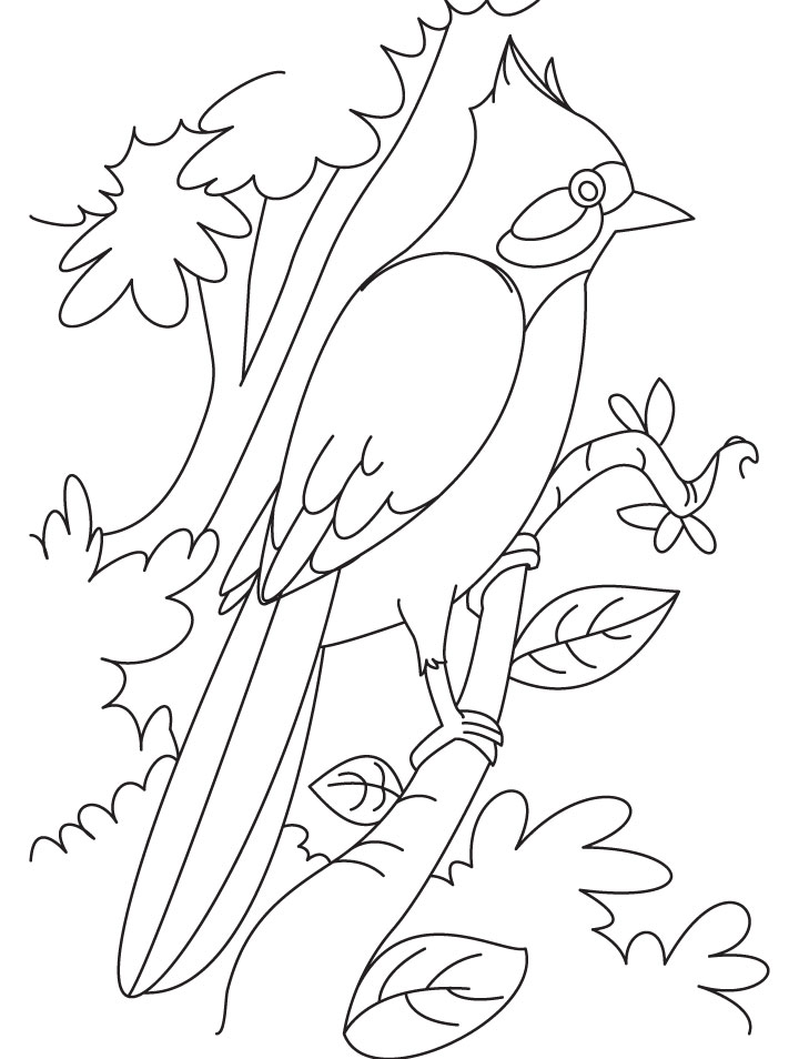 720x954 Nightingale Perched On A Branch Coloring Page Download Free