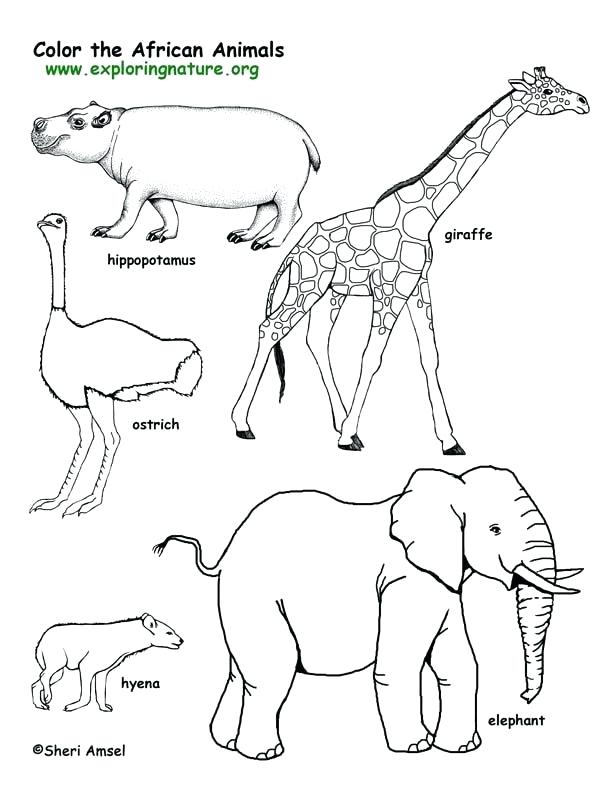 612x792 Animal Colouring Sheets Free Free Coloring Pages Animals Printable