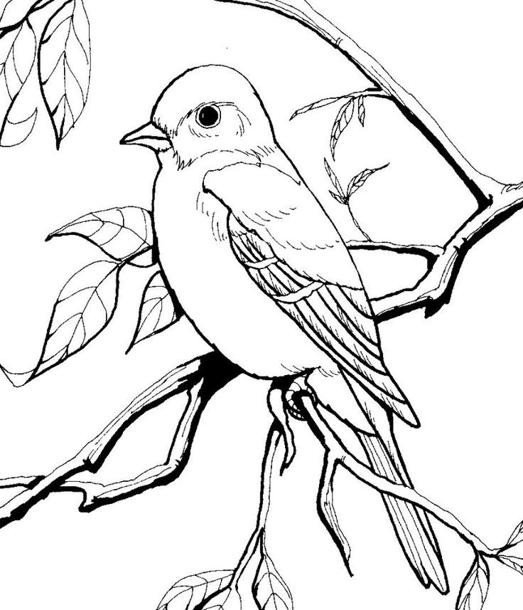 736x857 Coloring Images Of Birds New A Nightingale Bird Watching Coloring