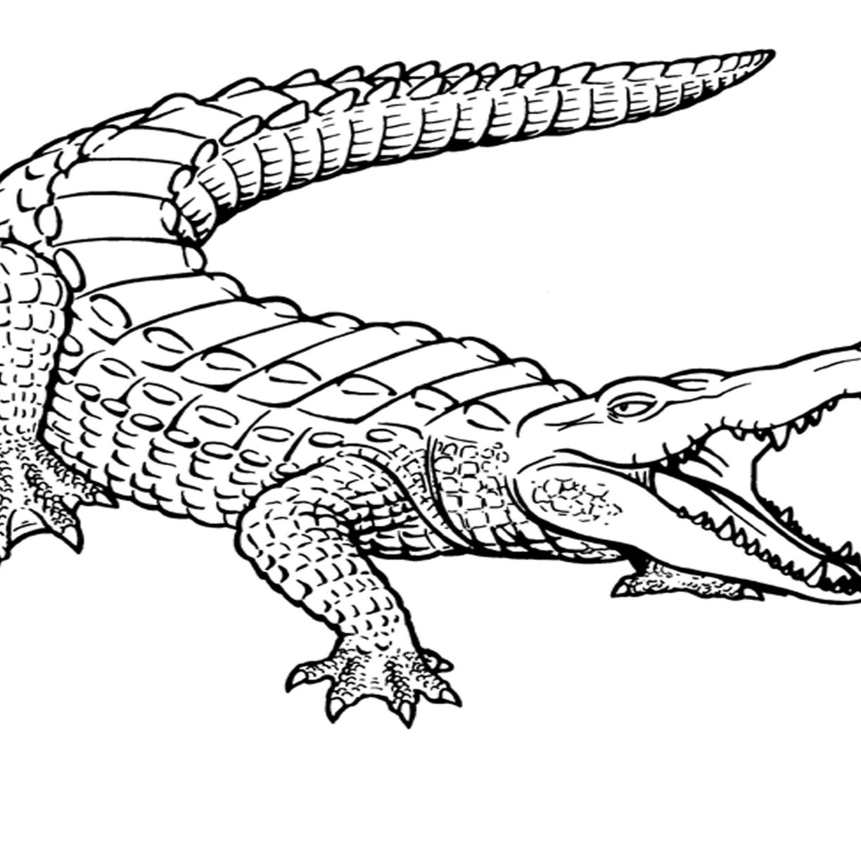 1224x1224 Crocodile Coloring Pages For Toodler Page Printable Download