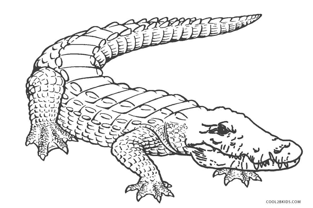 1087x724 Free Printable Alligator Coloring Pages For Kids