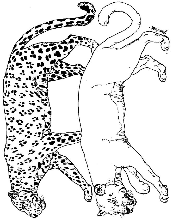 660x840 Colouring Pages Noah's Ark