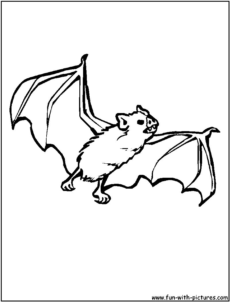 800x1050 Nocturnal Animals Printable Coloring Pages More Animals Coloring