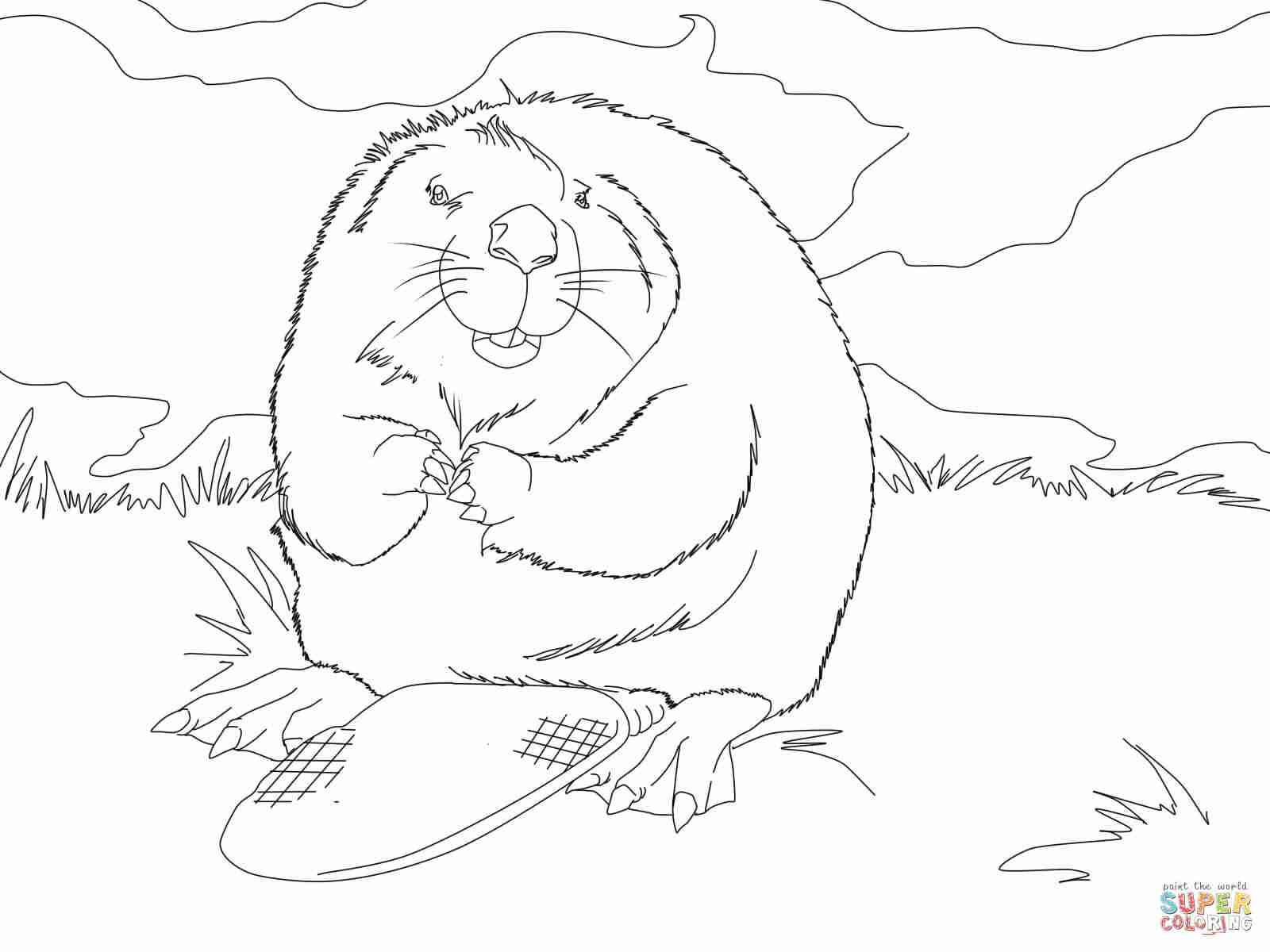 1600x1200 North America Coloring Page Olegratiy