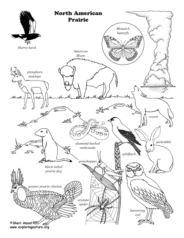 612x792 North American Prairie Wildlife Coloring Nature