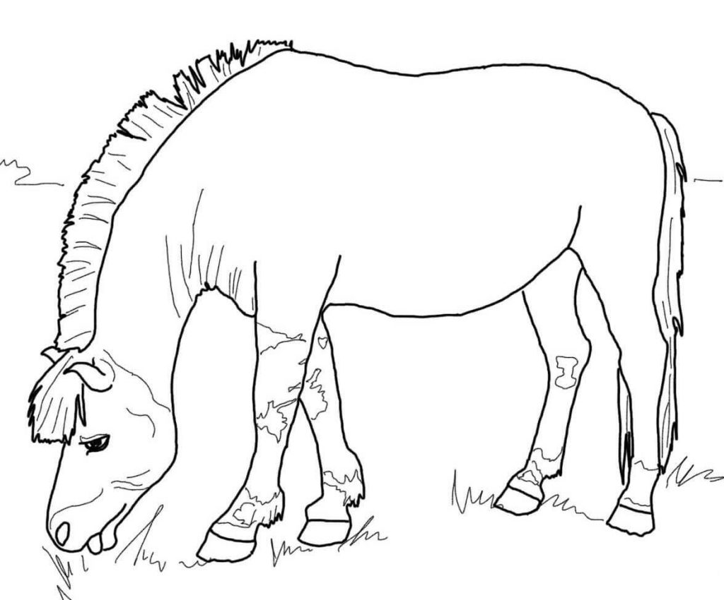 1024x850 Norwegian Fjord Horse Picture Coloring Page