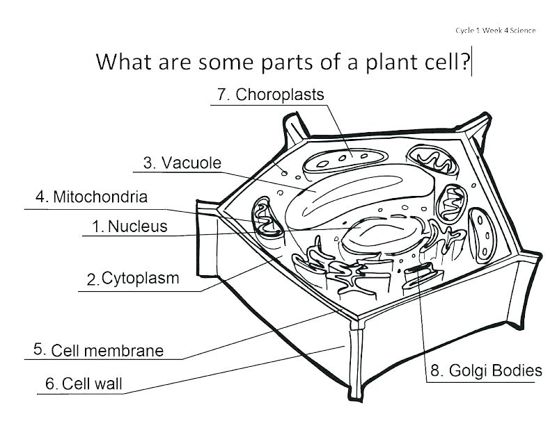 800x616 Coloring Pages Plant Parts Coloring Pages