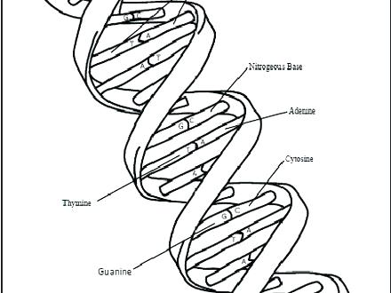 440x330 Dna Coloring Page