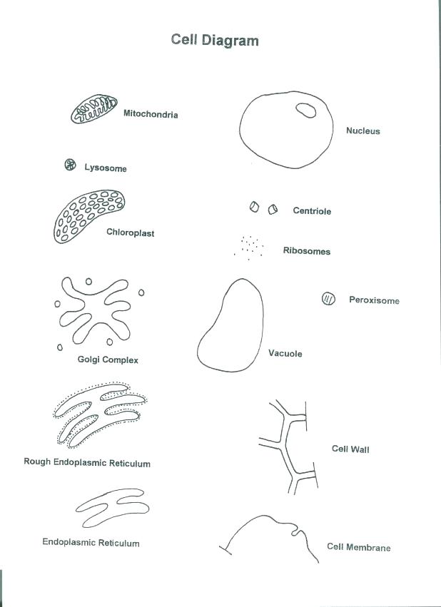 618x851 Animal Cell Coloring Worksheet Animal Cell Coloring Page Excellent
