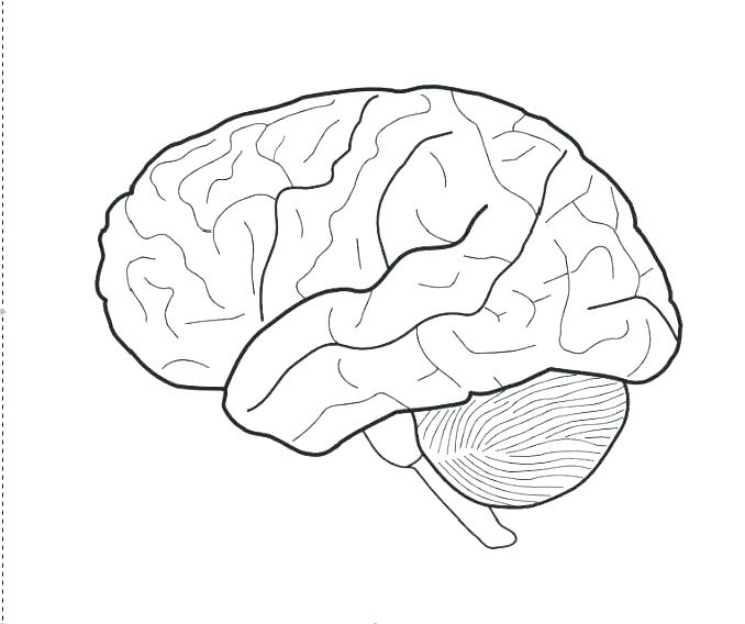678x568 Brain Anatomy Colouring Book Brain Anatomy Coloring Pages Science