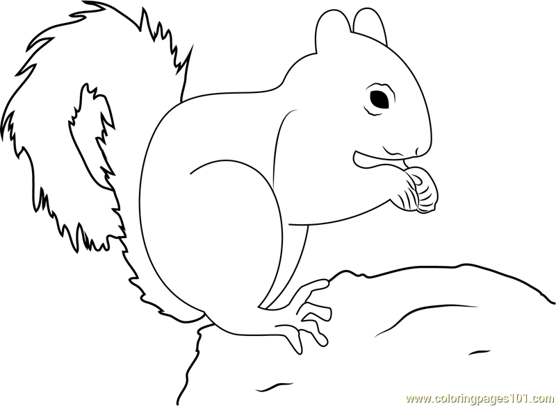 800x585 Nut Coloring Page Squirrel Nuts Coloring Pages Printable, Squirrel