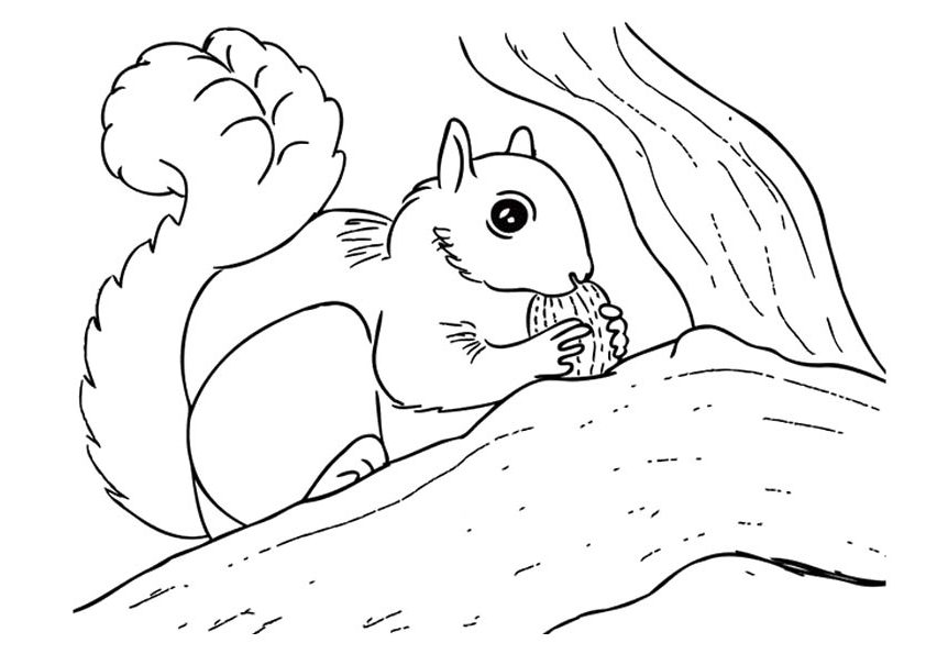 842x595 Top Wonderful Squirrel Coloring Pages For Toddlers