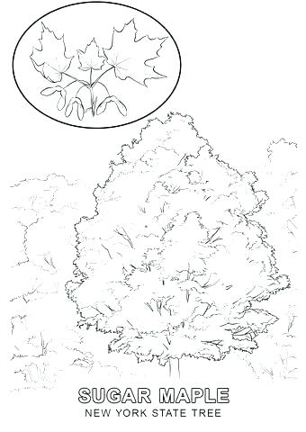 340x480 New State Flower Coloring Page New State Coloring New State Flag