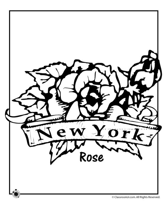 564x729 New York State Flower Coloring Page, State Flowers Coloring