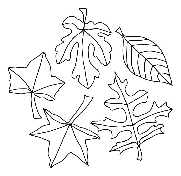 720x699 Fall Leaf Coloring Pages Oak Leaf Coloring Page Big Leaves