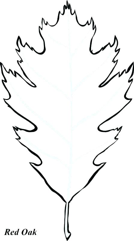 446x800 Oak Leaf Outline Clip Art Leaves Oak Branch Pencil And In Color