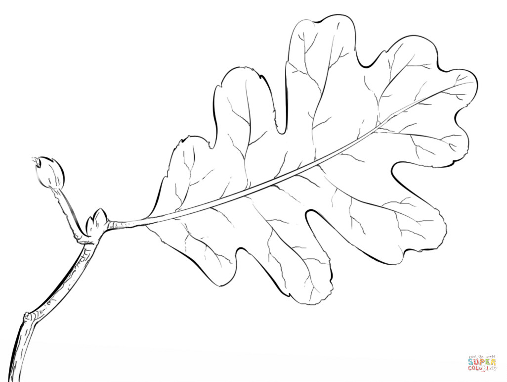 1026x772 Oak Tree Leaf Coloring Page Free Printable Pages Within Acpra