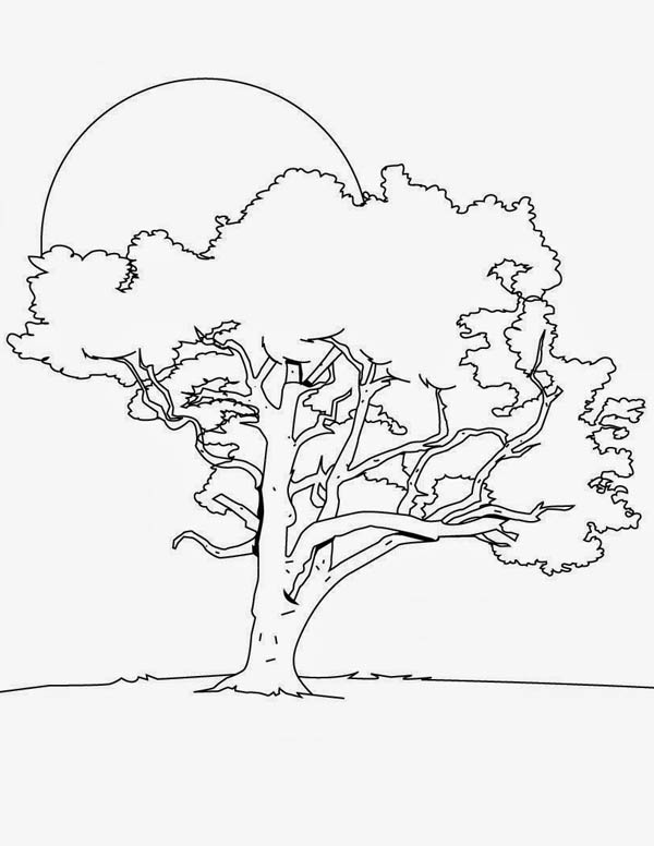 600x776 Oak Tree In The Night Coloring Page Color Luna