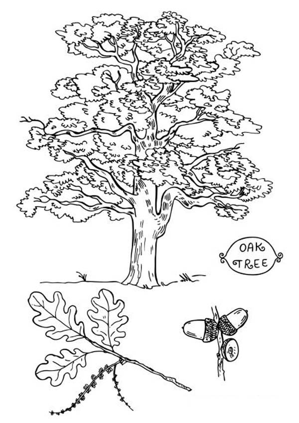 600x848 Picture Of An Oak Tree Coloring Page Color Luna