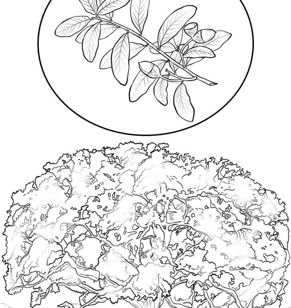 1020x1080 The Best White Oak Coloring Page Printable Blossoms Pic For Flower
