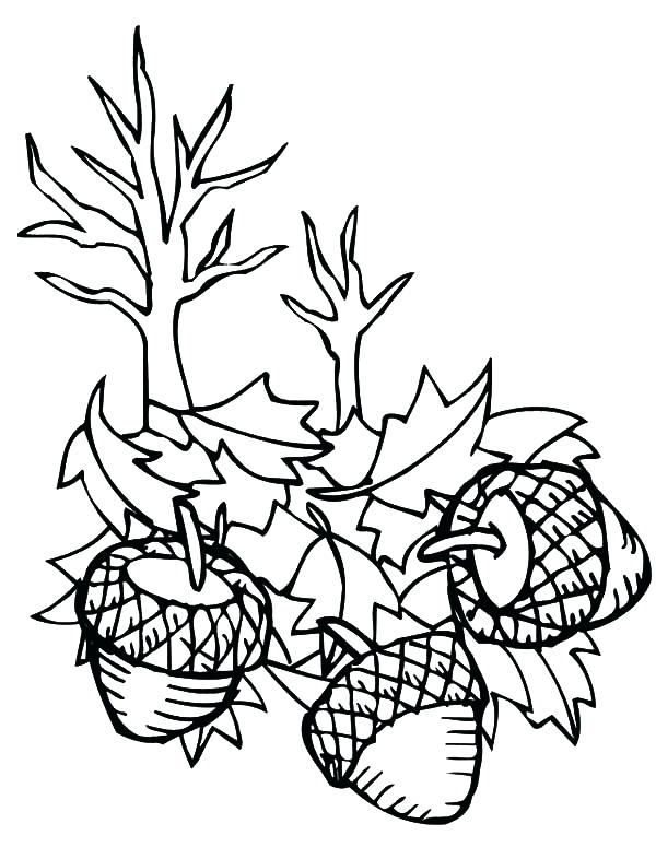 600x775 Oak Leaf Coloring Page Acorn Falling Down Coloring Pages Oak Leaf