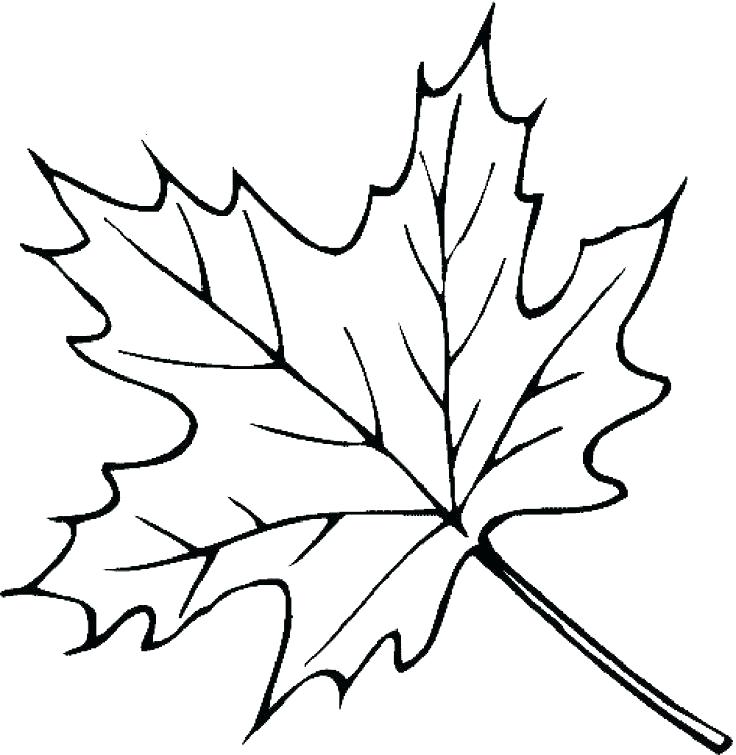 736x755 Picture Of A Leaf To Color Leaf Color Pages The Old And Dry Leaves