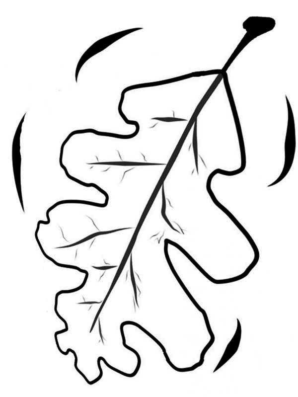 600x799 Oak Autumn Leaf Coloring Page