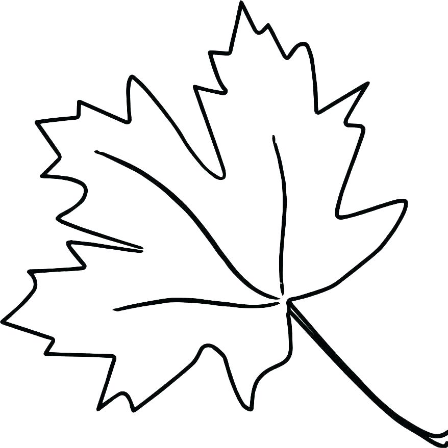 878x879 Oak Leaf Coloring Page Download Large Image Oak Leaves Coloring