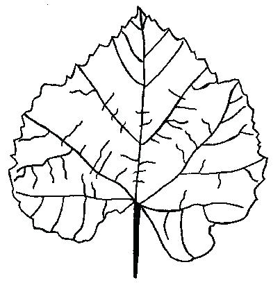 403x424 Oak Leaf Coloring Page Lets Learn About The Leaves With The Leaf