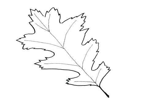 476x333 Oak Leaf Coloring Page