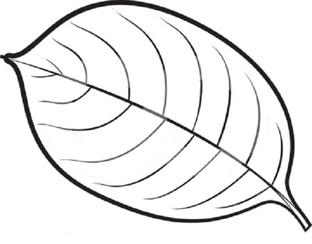 630x493 Autumn Leaves Coloring Pages