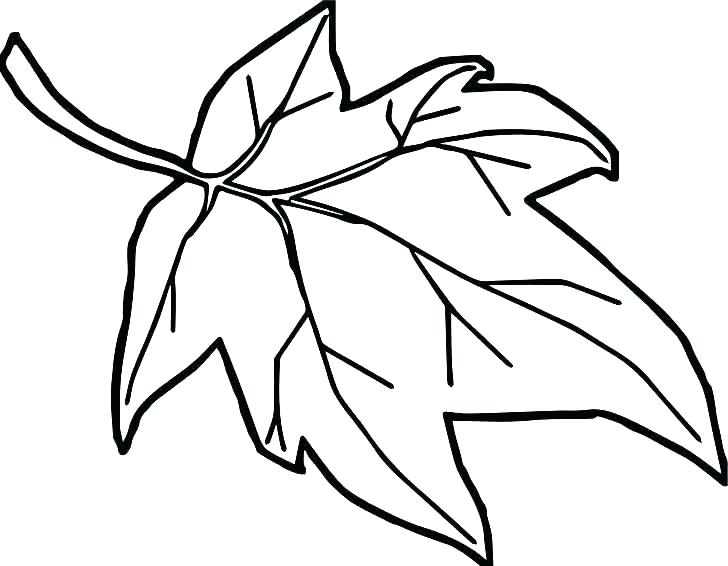 728x566 Coloring Page Leaf Oak Leaf Coloring Page Leaves Coloring Pages