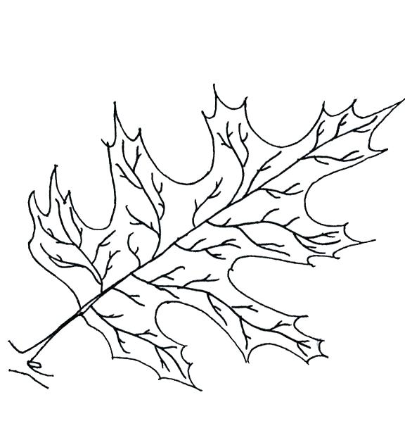 576x598 Oak Leaf Coloring Page Maple Tree Coloring Page Oak Leaf Coloring