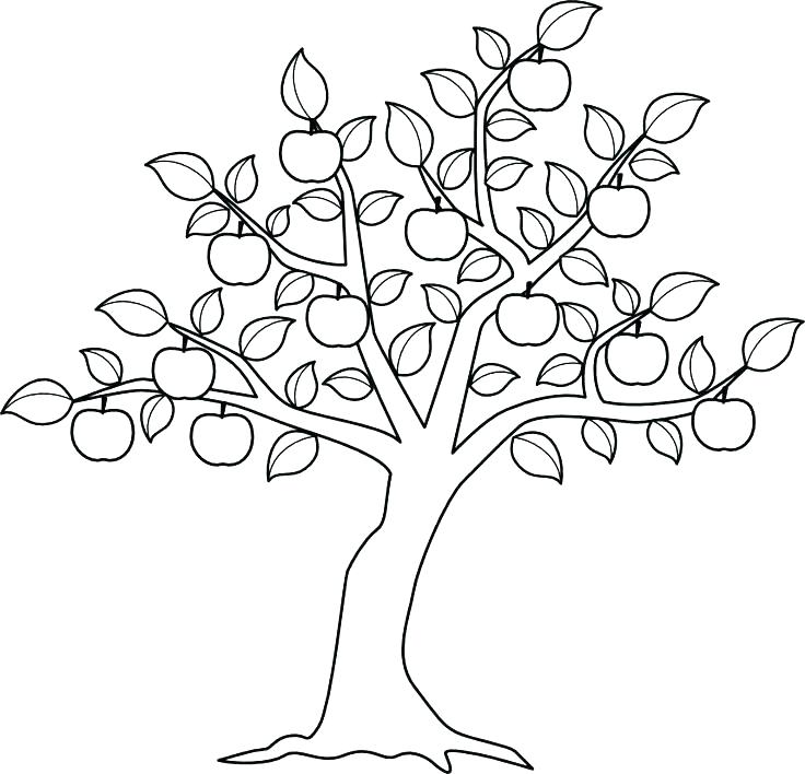 736x708 Oak Tree Coloring Page Kids Color Oak Tree Coloring Page