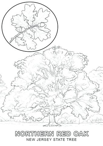 340x480 Oak Tree Coloring Page New Jersey State Tree Coloring Page Red Oak