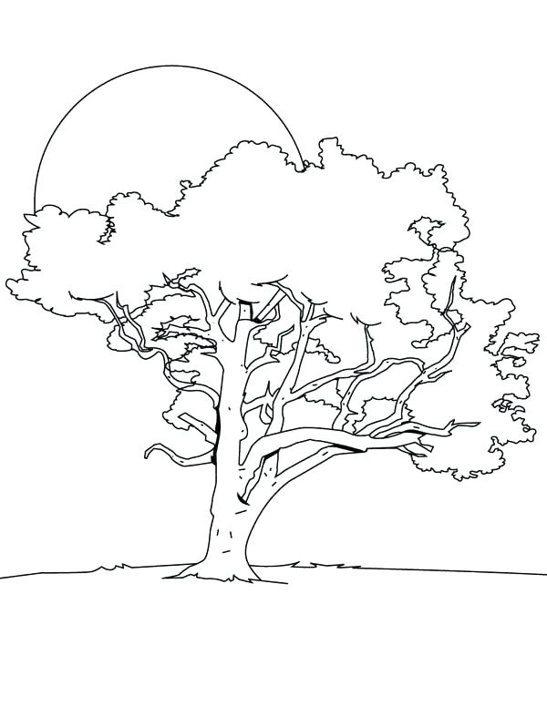 600x776 Oak Tree Colouring Page Plus Oak Tree Leaves Coloring Pages