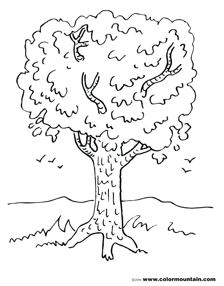 728x928 Palm Tree Pictures Coloring Pages Kids Coloring A Shady Oak Tree