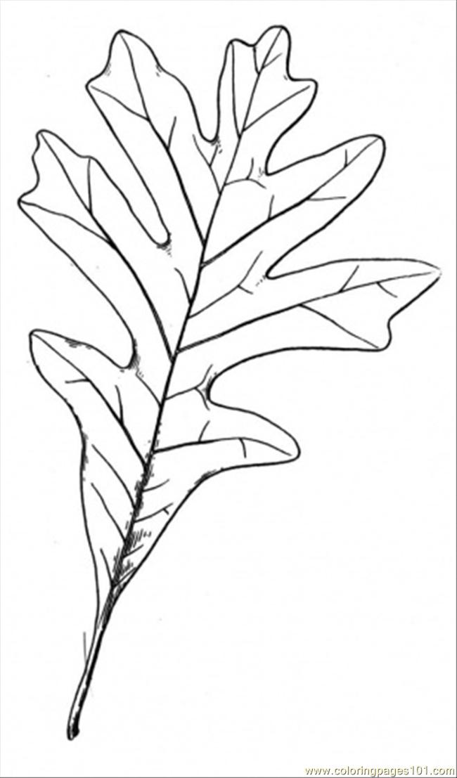 650x1107 Oak Coloring Page